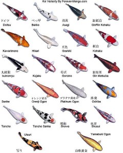 Espèces carpes